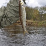 Creek Chub on Stonefly