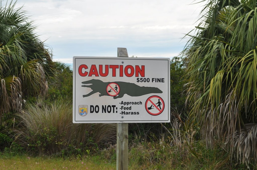Alligator