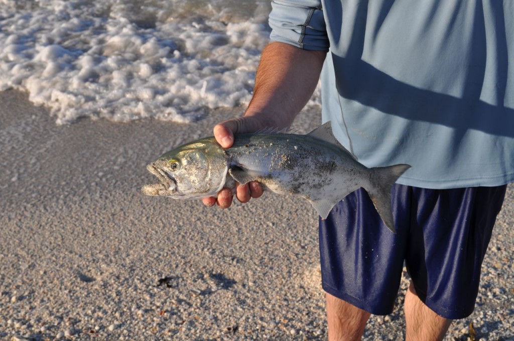 Bluefish